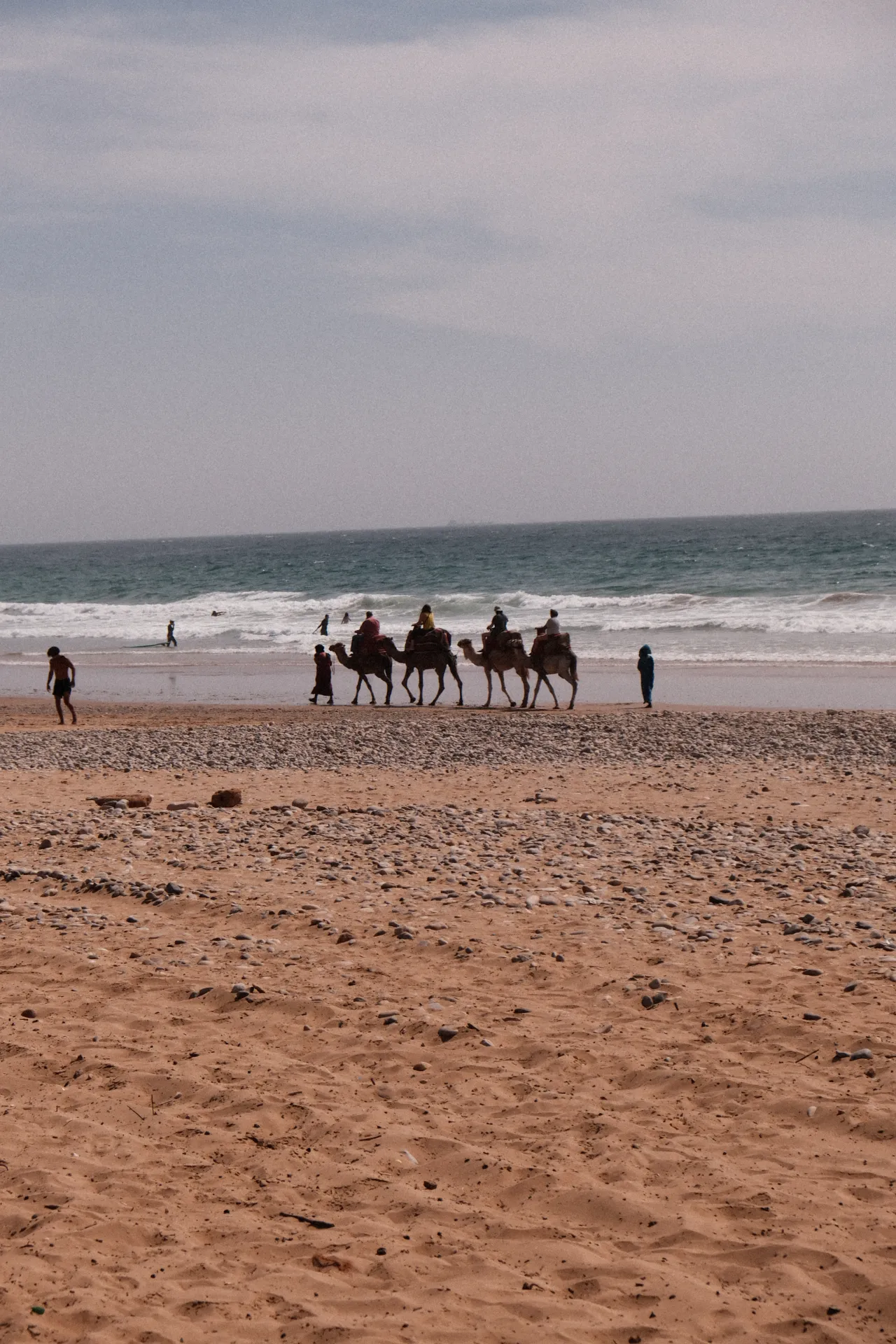 Chameaux sur la plage près de Tamraght